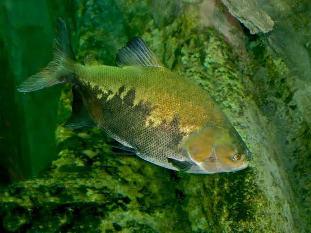 Pacu (Colossoma macropomum) - En Büyük Balık Türü